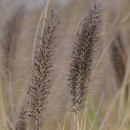 Pennisetum alopecuroides 'Weserbergland'