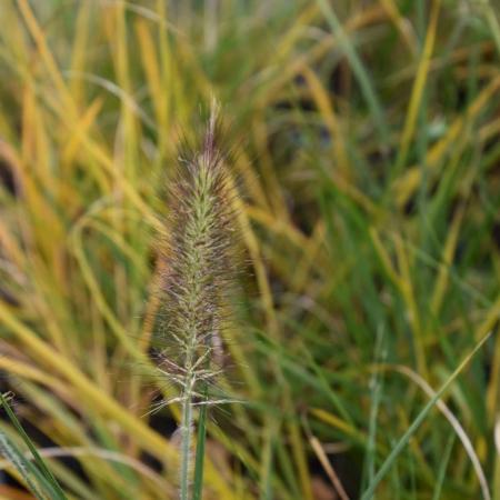 Pennisetum alopecuroides 'Woodside'