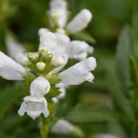 Physostegia virginiana 'Alba'