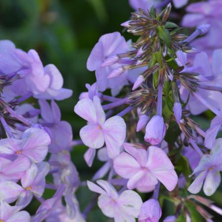 Phlox maculata 'Alpha'