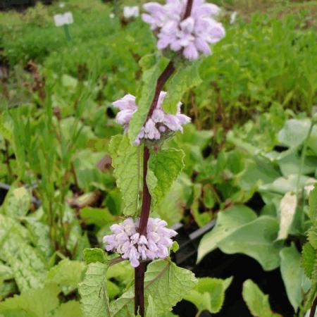 Phlomis tuberosa 'Amazone'