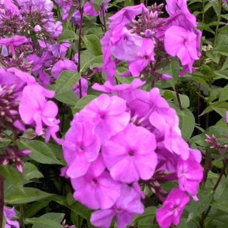 Phlox paniculata 'Amethyst'