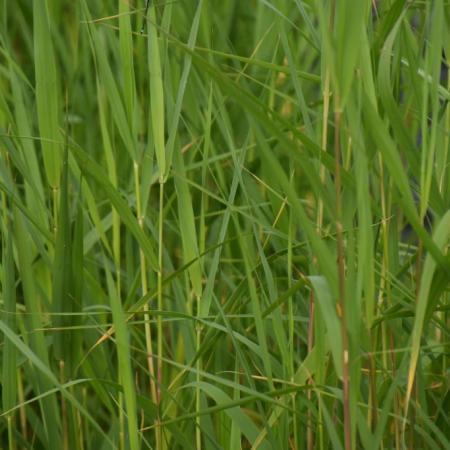 Phragmites australis (riet)