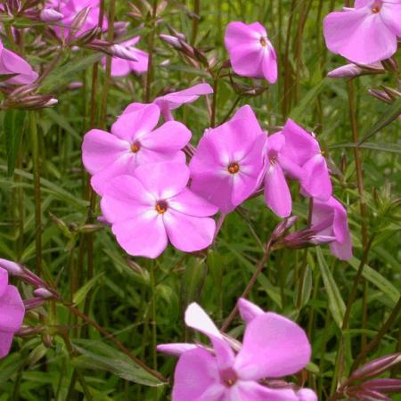 Phlox carolina 'Bill Baker'