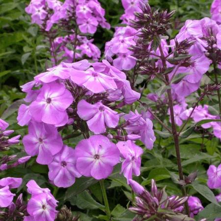 Phlox paniculata 'Blue Boy'