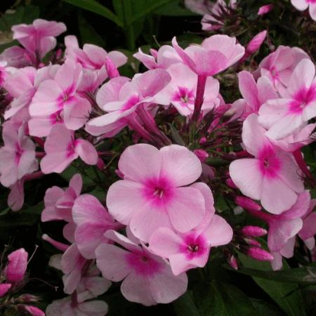 Phlox paniculata 'Bright Eyes'