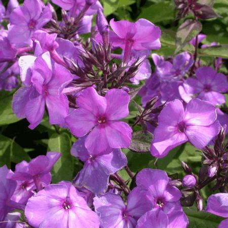 Phlox paniculata 'Blue Paradise'