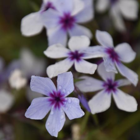 Phlox divaricata 'Chattahoochee'