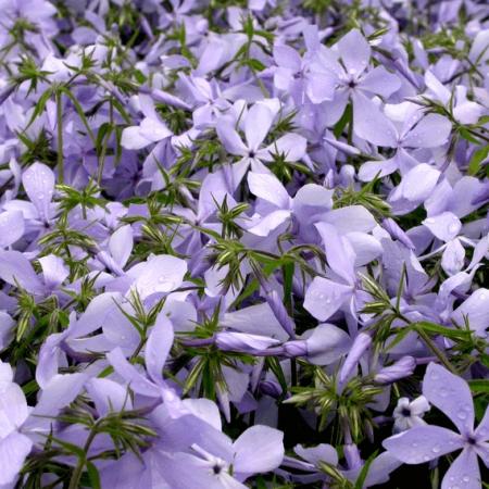 Phlox divaricata 'Clouds of Perfume'