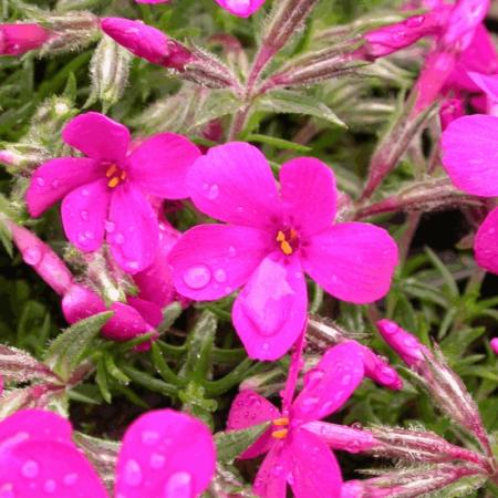 Phlox douglasii 'Crackerjack'