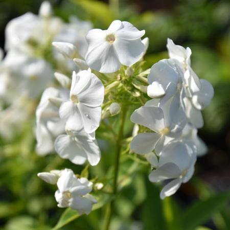 Phlox paniculata 'David'