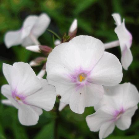 Phlox maculata 'Delta'