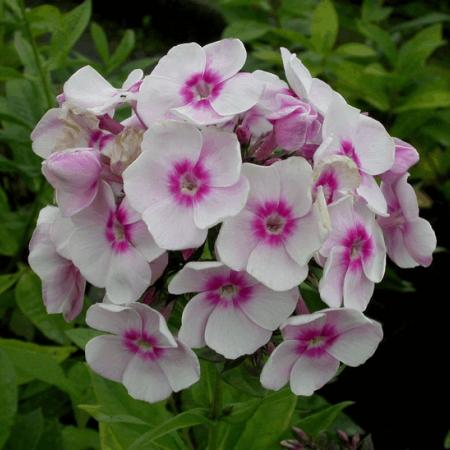 Phlox paniculata 'Europa'