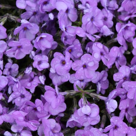 Phlox douglasii 'Eva'