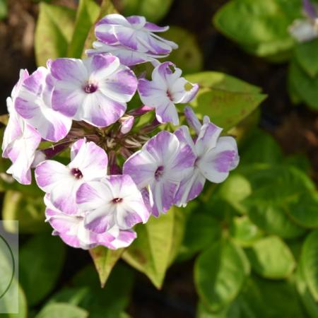 Phlox (P) 'Flame Lilac Star'