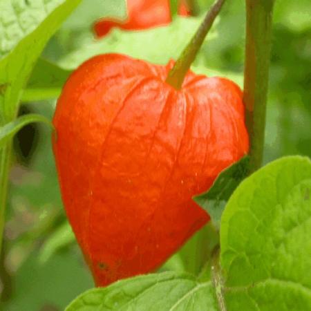 Physalis alkekengi var. franchetii