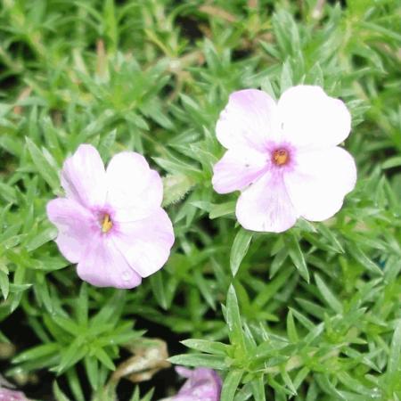 Phlox douglasii 'Lilac Cloud'