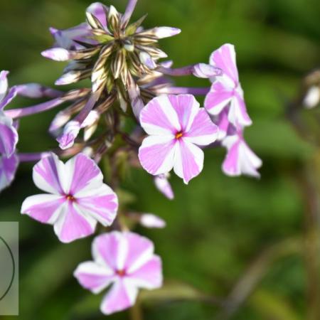 Phlox maculata 'Natascha'