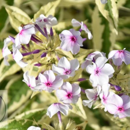 Phlox (P) 'Nora Leigh'