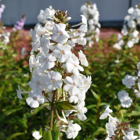 Phlox maculata 'Omega'