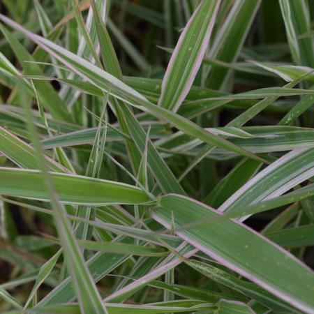 Phalaris arundinacea 'Picta'