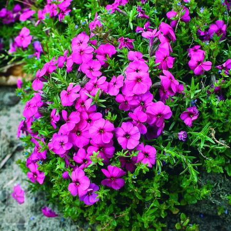 Phlox douglasii 'Red Admiral'