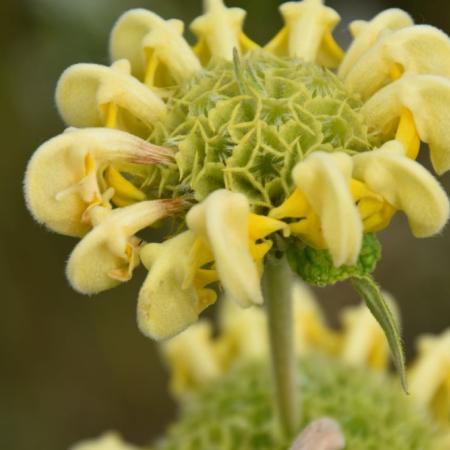 Phlomis russeliana (samia)