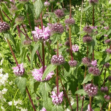 Phlomis tuberosa