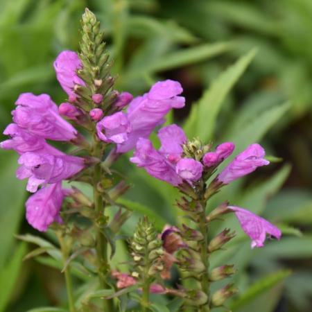 Physostegia virginiana 'Vivid'