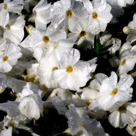 Phlox douglasii 'White Admiral'