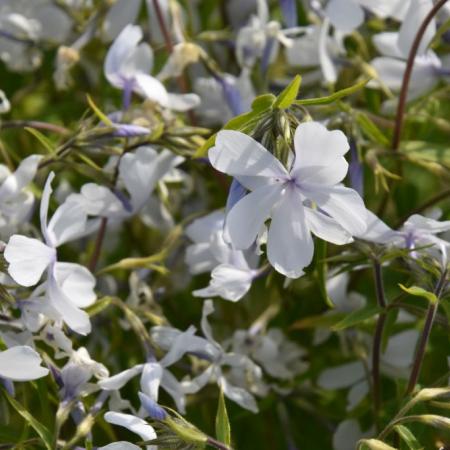 Phlox divaricata 'White Perfume'