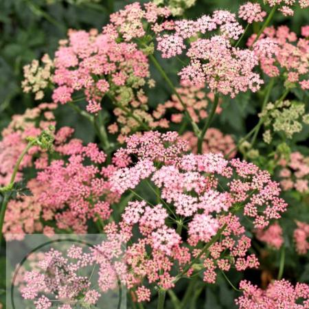 Pimpinella major 'Rosea'