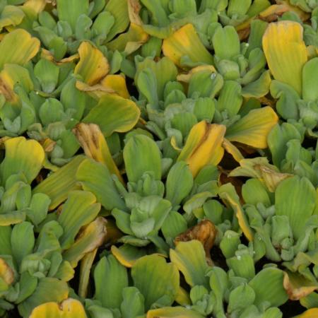 Pistia stratiotes