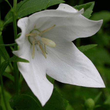 Platycodon grandiflorus 'Fuji White'