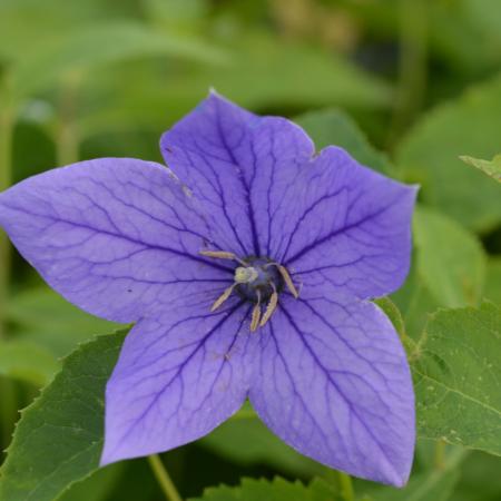 Platycodon grandiflorus 'Mariesii'