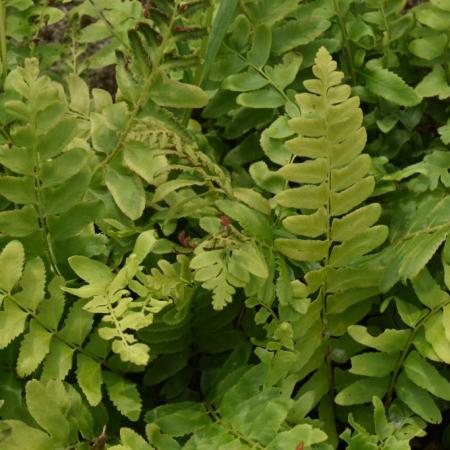 Polystichum acrostichoides