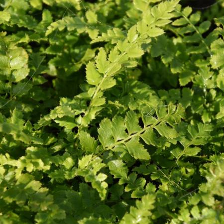 Polystichum aculeatum