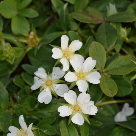 Potentilla alba