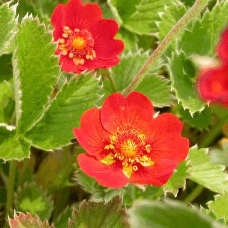 Potentilla atrosanguinea