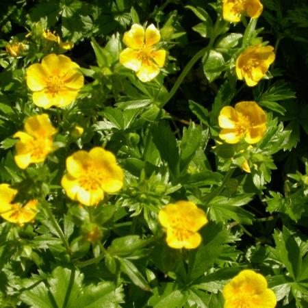 Potentilla aurea