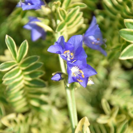 Polemonium caeruleum 'Blanjou'