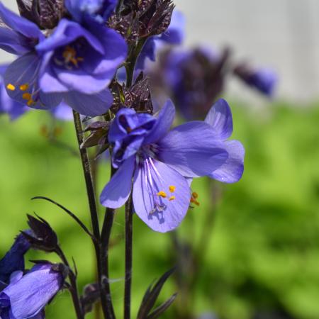 Polemonium yezoense 'Bressingham Purple' (Polbress)