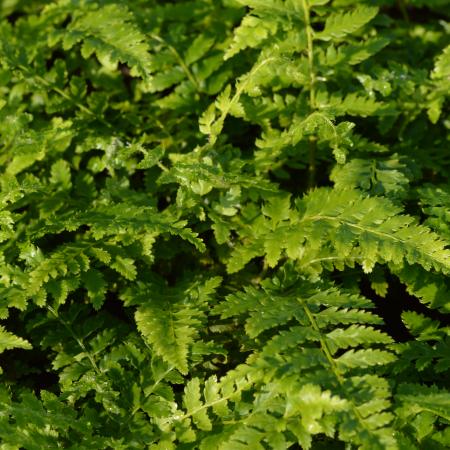 Polystichum braunii