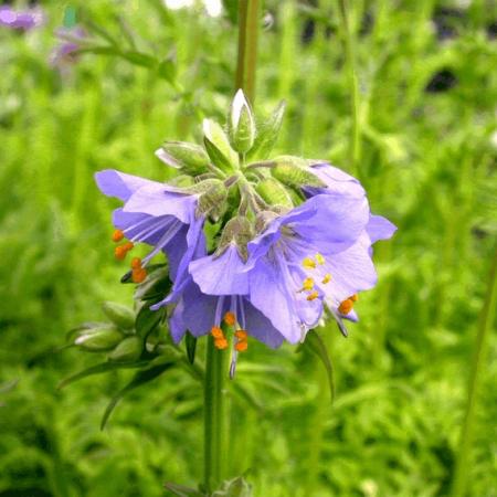 Polemonium caeruleum