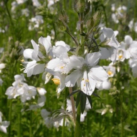 Polemonium caeruleum 'Album'