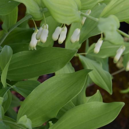 Polygonatum commutatum