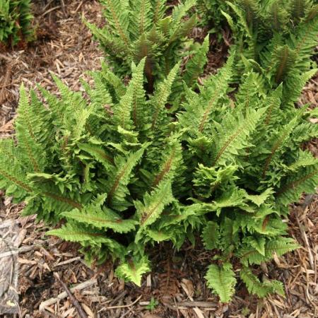 Polystichum set. 'Congestum'