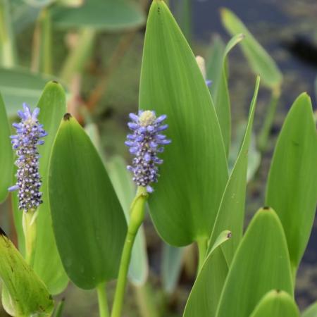 Pontederia cordata