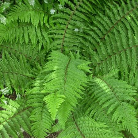 Polystichum setiferum 'Dahlem'