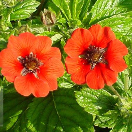 Potentilla 'Gibson's Scarlet'